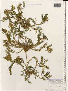 Astragalus hamosus L., Caucasus, Krasnodar Krai & Adygea (K1a) (Russia)