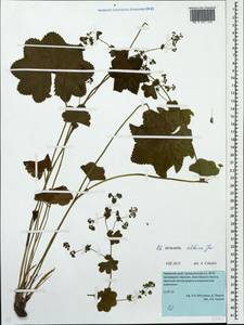 Alchemilla altaica Juz., Eastern Europe, Eastern region (E10) (Russia)