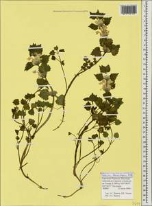 Lamium tomentosum Willd., Caucasus, Stavropol Krai, Karachay-Cherkessia & Kabardino-Balkaria (K1b) (Russia)