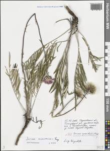 Jurinea ewersmannii Bunge, Eastern Europe, Lower Volga region (E9) (Russia)