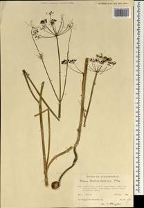 Elwendia badachschanica (Kamelin) Pimenov & Kljuykov, South Asia, South Asia (Asia outside ex-Soviet states and Mongolia) (ASIA) (Afghanistan)