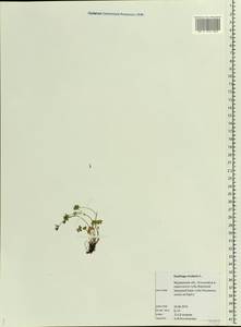 Saxifraga rivularis, Eastern Europe, Northern region (E1) (Russia)