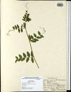 Vicia sepium L., Eastern Europe, Central region (E4) (Russia)