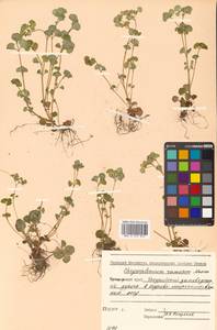 Chrysosplenium ramosum Maxim., Siberia, Russian Far East (S6) (Russia)