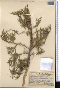 Juniperus excelsa subsp. polycarpos (K. Koch) Takht., Middle Asia, Pamir & Pamiro-Alai (M2) (Uzbekistan)