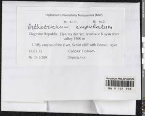Orthotrichum cupulatum Hoffm. ex Brid., Bryophytes, Bryophytes - North Caucasus & Ciscaucasia (B12) (Russia)