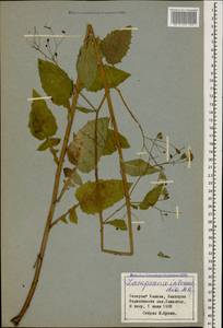 Lapsana communis subsp. intermedia (M. Bieb.) Hayek, Caucasus, Stavropol Krai, Karachay-Cherkessia & Kabardino-Balkaria (K1b) (Russia)