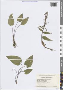 Campanula rapunculoides L., Eastern Europe, Northern region (E1) (Russia)