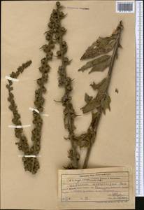 Verbascum macrocarpum Boiss., Middle Asia, Western Tian Shan & Karatau (M3) (Uzbekistan)