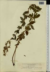 Hypericum hirsutum L., Eastern Europe, Moldova (E13a) (Moldova)