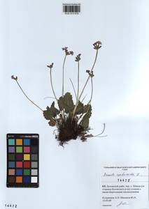 Primula cortusoides L., Siberia, Altai & Sayany Mountains (S2) (Russia)