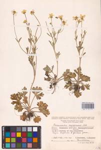 Ranunculus oxyspermus Willd., Eastern Europe, Lower Volga region (E9) (Russia)