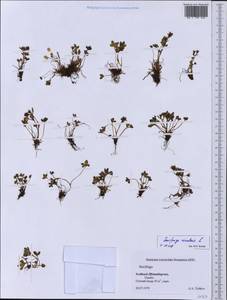 Saxifraga rivularis L., Western Europe (EUR) (Svalbard and Jan Mayen)