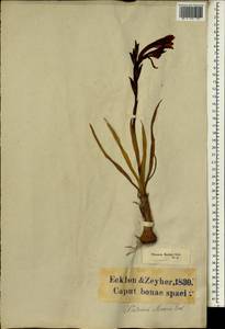 Watsonia meriana (L.) Mill., Africa (AFR) (South Africa)
