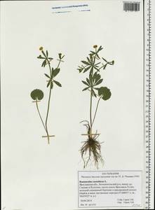 Ranunculus cassubicus L., Eastern Europe, Central forest region (E5) (Russia)