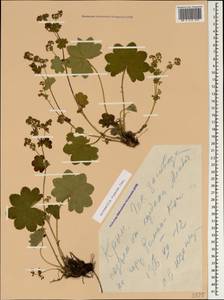 Alchemilla vinacea Juz., Crimea (KRYM) (Russia)