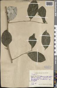 Elaeagnus, South Asia, South Asia (Asia outside ex-Soviet states and Mongolia) (ASIA) (China)