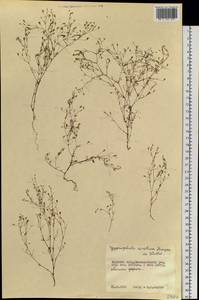 Psammophiliella muralis (L.) Ikonn., Siberia, Russian Far East (S6) (Russia)