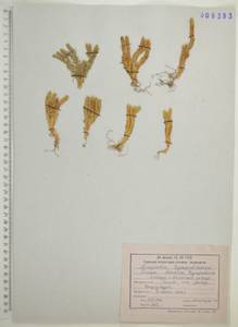 Huperzia selago (L.) Bernh., Siberia, Russian Far East (S6) (Russia)