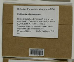 Callicladium haldaneanum (Grev.) H.A. Crum, Bryophytes, Bryophytes - Middle Volga (B9) (Russia)