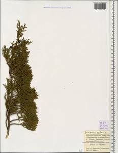 Juniperus sabina L., Caucasus, Stavropol Krai, Karachay-Cherkessia & Kabardino-Balkaria (K1b) (Russia)