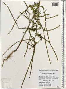 Sisymbrium officinale (L.) Scop., Caucasus, Krasnodar Krai & Adygea (K1a) (Russia)