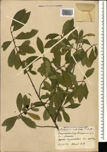 Euonymus velutinus (C. A. Mey.) Fisch. & C. A. Mey., Caucasus, Azerbaijan (K6) (Azerbaijan)