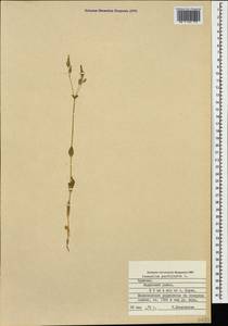 Dichodon perfoliatum (L.) Á. Löve & D. Löve, Caucasus, Armenia (K5) (Armenia)