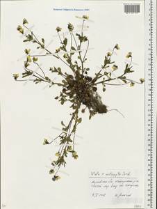 Viola × contempta Jord., Eastern Europe, Moscow region (E4a) (Russia)