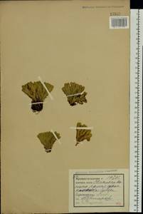 Huperzia selago (L.) Bernh., Eastern Europe, Northern region (E1) (Russia)