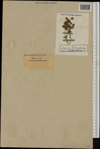 Trifolium campestre Schreb., Western Europe (EUR) (Germany)