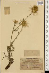 Centaurea reflexa subsp. sosnowskyi (Grossh.) Mikheev, Caucasus, Azerbaijan (K6) (Azerbaijan)