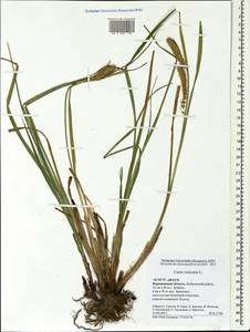 Carex vesicaria L., Eastern Europe, Central forest-and-steppe region (E6) (Russia)