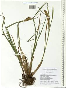 Carex vesicaria L., Eastern Europe, Central forest-and-steppe region (E6) (Russia)