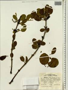 Erianthemum dregei (Eckl. & Zeyh.) van Tiegh., Africa (AFR) (Ethiopia)