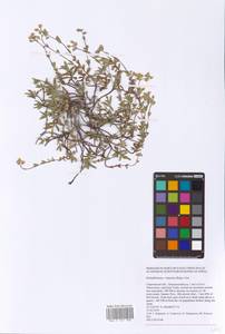 Helianthemum rupifragum A. Kern., Eastern Europe, Lower Volga region (E9) (Russia)