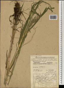 Calamagrostis purpurea (Trin.) Trin., Mongolia (MONG) (Mongolia)