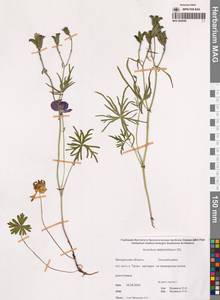 Aconitum delphinifolium DC., Siberia, Chukotka & Kamchatka (S7) (Russia)