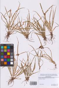 Cyperus fuscus L., Eastern Europe, Moscow region (E4a) (Russia)