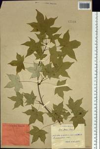 Acer pictum subsp. mono (Maxim.) H. Ohashi, Siberia, Russian Far East (S6) (Russia)