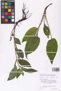 MHA 0 007 694, Pulmonaria rubra Schott, Eastern Europe, Central forest-and-steppe region (E6) (Russia)