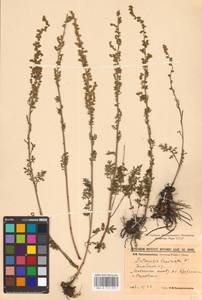 Artemisia laciniata Willd., Eastern Europe, Eastern region (E10) (Russia)
