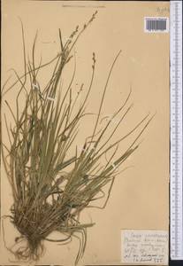 Carex canescens subsp. canescens, Caucasus, Krasnodar Krai & Adygea (K1a) (Russia)