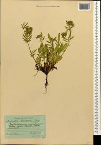 Anthyllis vulneraria subsp. boissieri (Sagorski)Bornm., Caucasus, Stavropol Krai, Karachay-Cherkessia & Kabardino-Balkaria (K1b) (Russia)