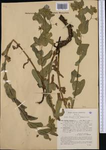 Cerinthe minor subsp. auriculata (Ten.) Domac, Western Europe (EUR) (Italy)