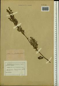 Artemisia laciniata Willd., Siberia (no precise locality) (S0) (Russia)