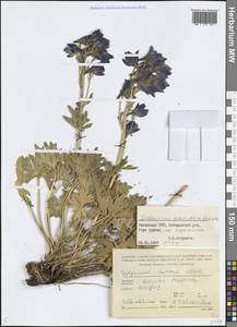 Delphinium foetidum Lomak, Caucasus, Armenia (K5) (Armenia)