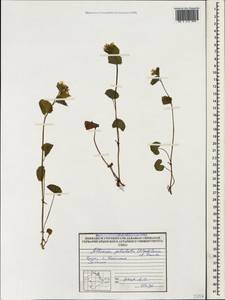 Alliaria petiolata (M. Bieb.) Cavara & Grande, Crimea (KRYM) (Russia)