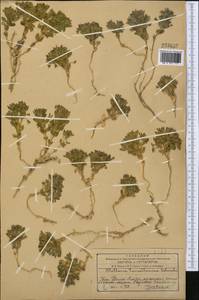 Stellaria turkestanica Schischk., Middle Asia, Western Tian Shan & Karatau (M3) (Kazakhstan)