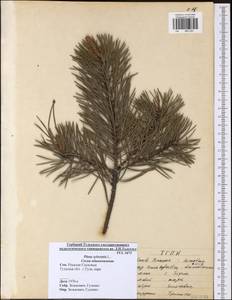 Pinus sylvestris L., Eastern Europe, Central region (E4) (Russia)